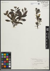 Foto von Salix myrsinites L. x Salix repens L.